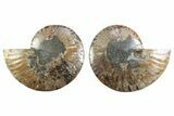 Cut & Polished Crystal-Filled Ammonite Fossil - Madagascar #364756-1